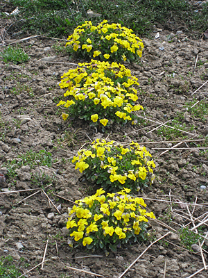 pansy unmulched